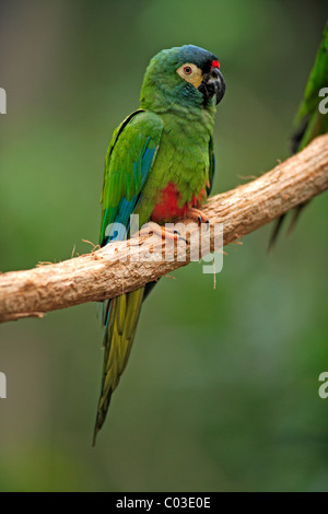 Blue-winged Ara (Primolius Maracana), Erwachsene im Baum, Pantanal, Brasilien, Südamerika Stockfoto