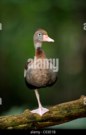 Schwarzbäuchigen Pfeifen-Ente (Dendrocygna Autumnalis), Erwachsene auf einen Baum, Pantanal, Brasilien, Südamerika Stockfoto