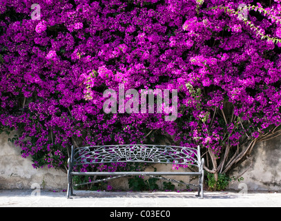 Bank unter einem Busch von Bougainville (Bougainvillea) Stockfoto