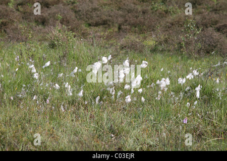 Wollgras (Wollgras Angustifolium) wächst in einem Moor auf Hothfield Common, Kent Stockfoto