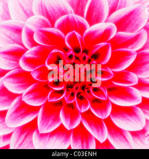 Dahlie 'Maxim' (Dahlia), Blume, Nahaufnahme Stockfoto