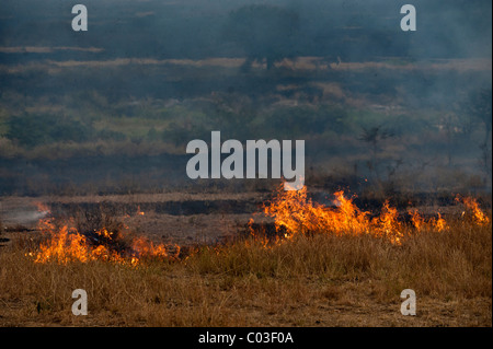 Bushfire, Serengeti, Tansania, Afrika Stockfoto