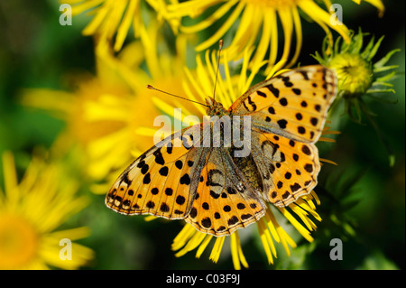 Kleinen Fritillary (Argynnis Lathonia) Stockfoto