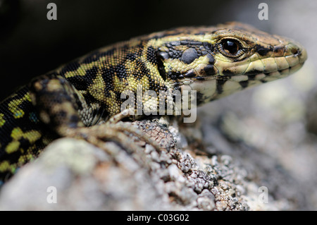 Tyrrhenische Mauereidechse (Podarcis Tiliguerta), Korsika, Frankreich Stockfoto