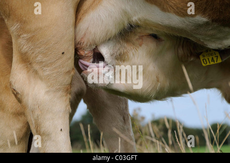 Kalb saugt an der Zitze der Mutter-Kuh am Shannon, Midlands, Republik Irland, Europa Stockfoto