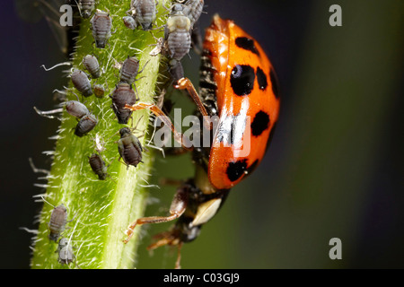 Marienkäfer (Coccinellidae) mit Blattläuse (Aphidoidea), Makro Stockfoto