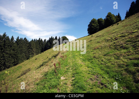 Trail auf einem steilen Hang am Rottecksattel im Schwarzwald, Baden-Württemberg, Deutschland, Europa Stockfoto