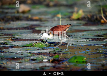 Afrikanische Blatthühnchen (Actophilornis Africanus), Erwachsene, Nahrungssuche auf Seerose Pad, Krüger Nationalpark, Südafrika, Afrika Stockfoto