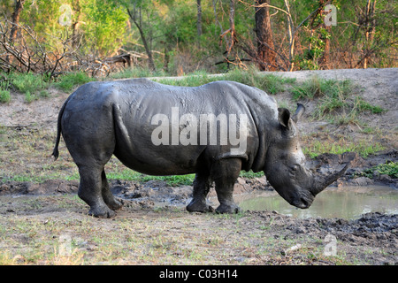 Weißer Rhinoceros oder Square-lippige Rhinoceros (Ceratotherium Simum), männliche Erwachsene, Schlamm bedeckten nach einem Schlammbad Stockfoto