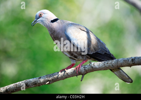 Afrikanische Mourning Dove (Streptopelia Decipiens), Erwachsene auf Baum, Krüger Nationalpark, Südafrika, Afrika Stockfoto