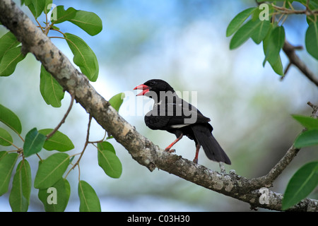 Rot-billed Buffalo Weber (Bubalornis Niger), Erwachsene auf Baum, Krüger Nationalpark, Südafrika, Afrika Stockfoto