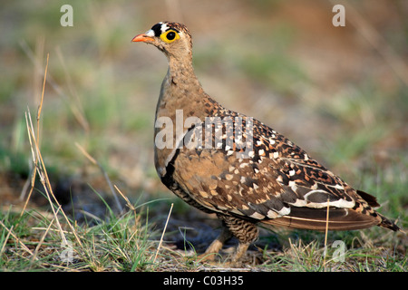 Doppel-banded Sandgrouse (Pterocles Bicinctus), Erwachsene auf den Boden, Krüger Nationalpark, Südafrika, Afrika Stockfoto