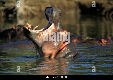 Nilpferd (Hippopatamus Amphibius), Gähnen oder bedrohlich Erwachsener, St. Lucia Wetland Park, Südafrika, Afrika Stockfoto