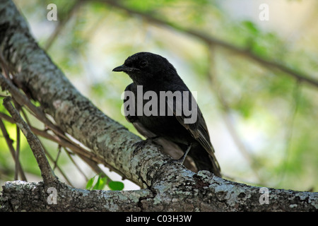 South African Black Flycatcher (Melaenornis Pammelaina), Erwachsene auf Baum, Krüger Nationalpark, Südafrika, Afrika Stockfoto