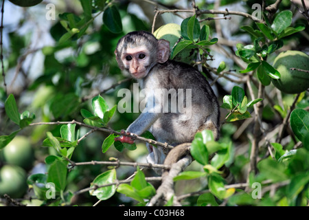 Vervet Affen, Grivet Monkey (grüne Aethiops), junger Baum, Krüger Nationalpark, Südafrika, Afrika Stockfoto