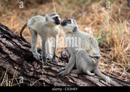 Vervet Affen, Grivet Monkey (grüne Aethiops), weiblichen Erwachsenen mit Spanferkel Young auf Baum, Sozialverhalten Stockfoto