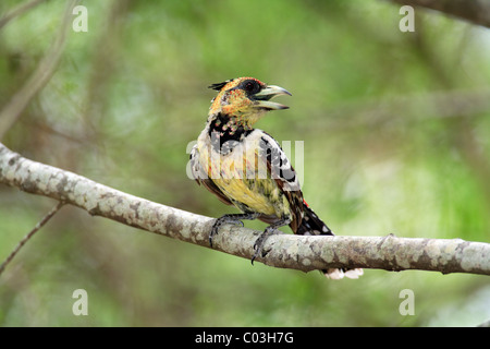 Crested Barbet (Trachyphonus Vaillantii), Erwachsene im Baum, Krüger Nationalpark, Südafrika, Afrika Stockfoto