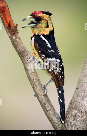 Crested Barbet (Trachyphonus Vaillantii), Erwachsene im Baum, Krüger Nationalpark, Südafrika, Afrika Stockfoto