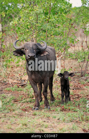 Afrikanischer Büffel (Syncerus Caffer), weiblichen Erwachsenen mit jung, Krüger Nationalpark, Südafrika, Afrika Stockfoto