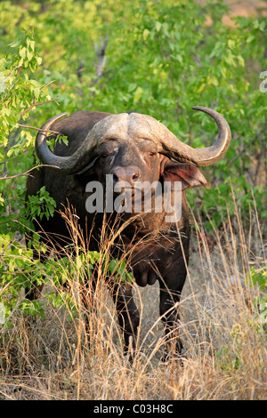 Afrikanischer Büffel (Syncerus Caffer), Stier, Krüger Nationalpark, Südafrika, Afrika Stockfoto