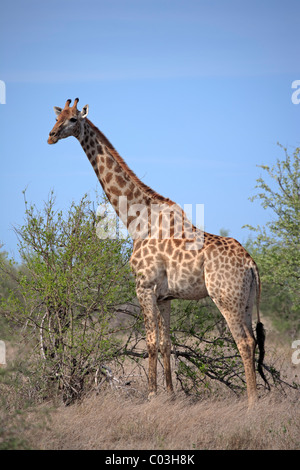 Kap-Giraffe (Giraffa Giraffe Giraffa), erwachsenes Weibchen, Krüger Nationalpark, Südafrika, Afrika Stockfoto