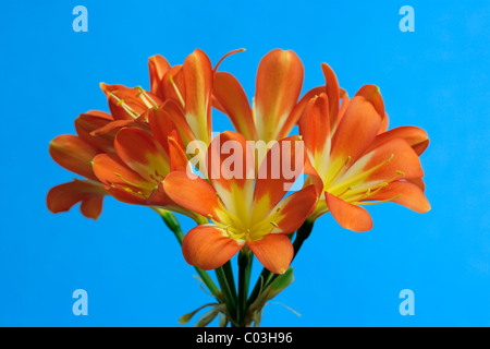 Clivia (Clivia Miniata) Stockfoto