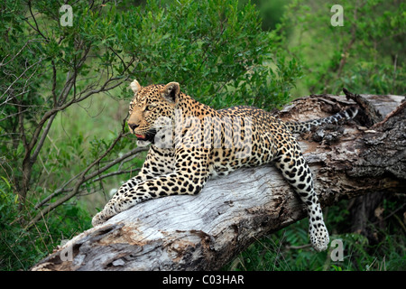 Leopard (Panthera Pardus), Erwachsene ruht auf Baum, Sabisabi Private Game Reserve, Krüger Nationalpark, Südafrika, Afrika Stockfoto