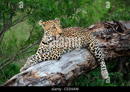 Leopard (Panthera Pardus), Erwachsene ruht auf Baum, Sabisabi Private Game Reserve, Krüger Nationalpark, Südafrika, Afrika Stockfoto