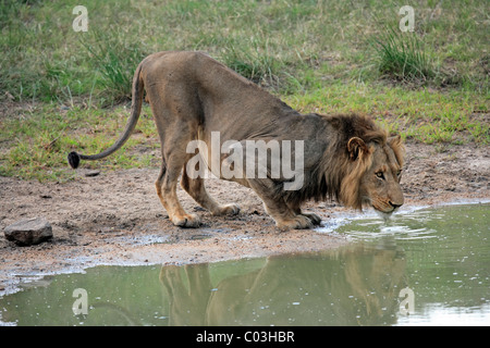 Löwe (Panthera Leo), männlichen Erwachsenen Trinken aus einem Wasserloch, Sabisabi Private Game Reserve, Krüger Nationalpark, Südafrika Stockfoto