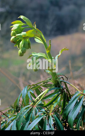 Stinkende Nieswurz oder Dungwort (Helleborus Foetidus), Deutschland, Europa Stockfoto