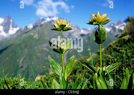 Gesichtet, Enzian (Gentiana Trommler), Pitztal, Tirol, Österreich, Europa Stockfoto