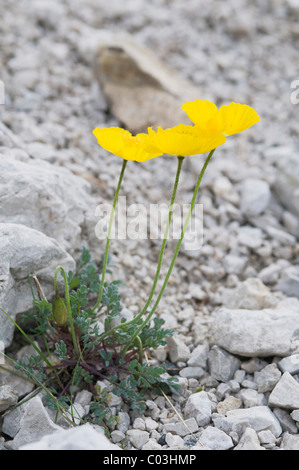 Alpen-Mohn (Papaver Rhaeticum) Stockfoto