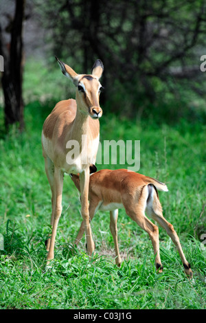 Impala (Aepyceros Melampus), erwachsenes Weibchen mit jungen, Spanferkel, Krüger Nationalpark, Südafrika, Afrika Stockfoto