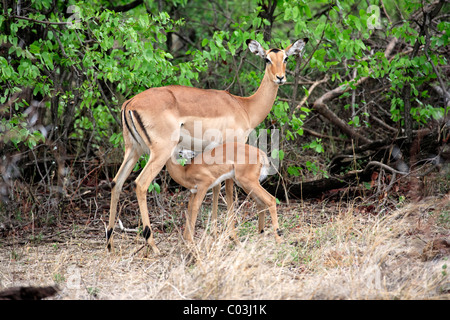 Impala (Aepyceros Melampus), erwachsenes Weibchen mit jungen, Spanferkel, Krüger Nationalpark, Südafrika, Afrika Stockfoto