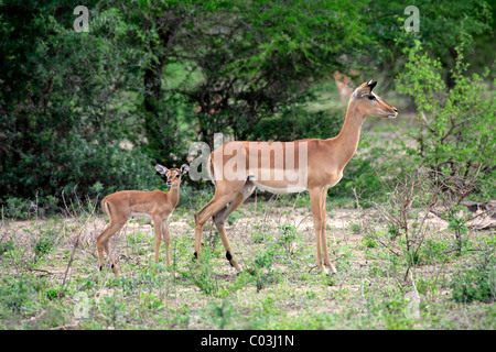 Impala (Aepyceros Melampus), erwachsenes Weibchen mit jungen, Krüger Nationalpark, Südafrika, Afrika Stockfoto