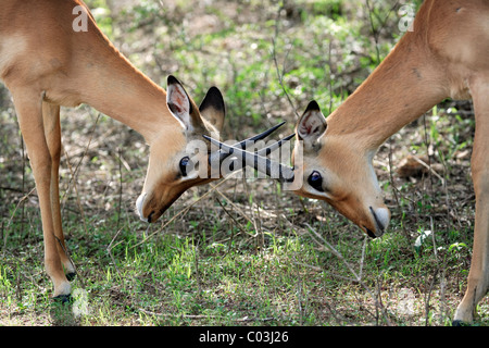 Impala (Aepyceros Melampus), Männlich, Halbwüchsige, kämpfen, Krüger Nationalpark, Südafrika, Afrika Stockfoto