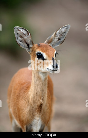 Steinböckchen (Raphicerus Campestris), weibliche Erwachsene Sabisabi Private Game Reserve, Krüger Nationalpark, Südafrika, Afrika Stockfoto