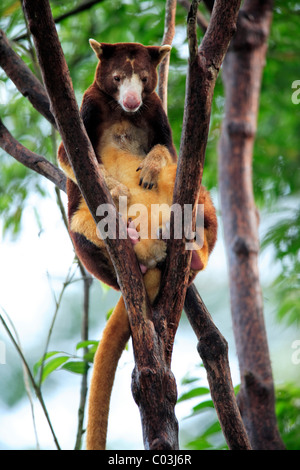 Goodfellow Baumkänguru oder verzierten Baumkänguru (Dendrolagus Goodfellowi), Erwachsene in einem Baum, Australien Stockfoto