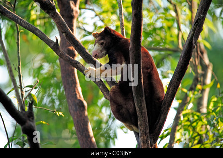 Goodfellow Baumkänguru oder verzierten Baumkänguru (Dendrolagus Goodfellowi), Erwachsene in einem Baum, Australien Stockfoto