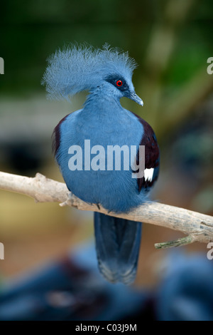 Western gekrönte Taube (Goura Cristata), Erwachsenen Vogel auf einem Baum Stockfoto