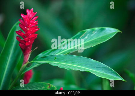 Kurkuma (Curcuma Longa), Singapur, Asien Stockfoto