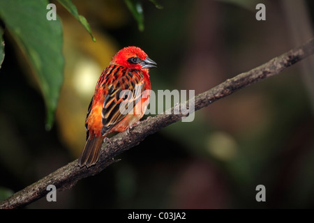 Madagaskar-Fody (Foudia Madagascariensis), Männchen auf einem Baum, Madagaskar, Afrika Stockfoto