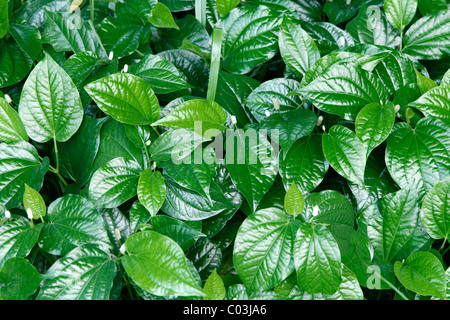 Muskatnuss (Myristica Fragrans) Stockfoto