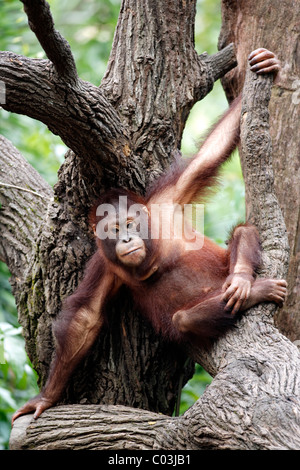 Bornean Orang-Utans (Pongo Pygmaeus), juvenile in einem Baum, Asien Stockfoto
