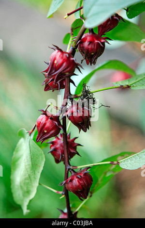 Roselle (Hibiscus Sabdariffa L.), Früchte, Singapur, Asien Stockfoto