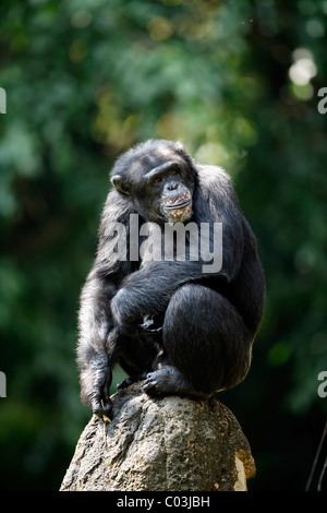 Zentral afrikanische Schimpansen (Pan Troglodytes Troglodytes), Männchen, Afrika Stockfoto
