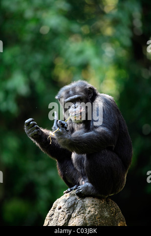 Zentral afrikanische Schimpansen (Pan Troglodytes Troglodytes), Männchen, Afrika Stockfoto