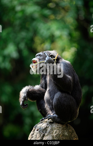 Zentral afrikanische Schimpansen (Pan Troglodytes Troglodytes), Männchen, Afrika Stockfoto