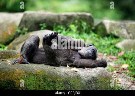 Zentral afrikanische Schimpansen (Pan Troglodytes Troglodytes), erwachsenes Weibchen liegend, Afrika Stockfoto