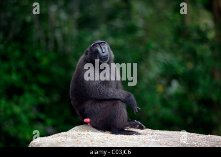 Celebes Crested Macaque (Macaca Nigra), sitzende Männchen, Sulawesi, Pazifik Stockfoto